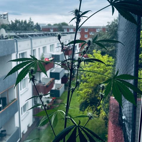 Sensi Skunk Automatic growlog photo: Nach dem Enfernen der Blätter