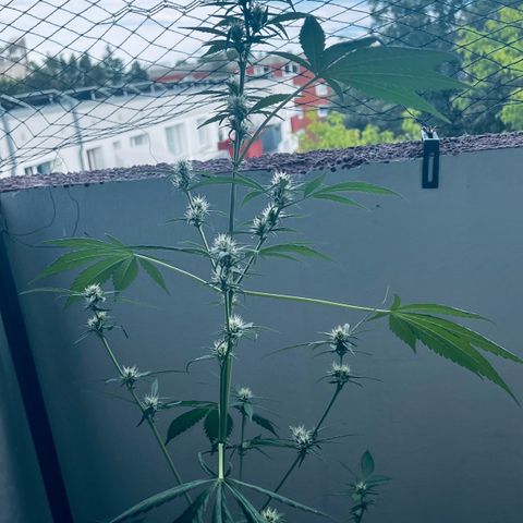 Sensi Skunk Automatic growlog photo: Nach dem Enfernen der Blätter