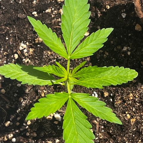 Sensi Skunk Automatic growlog timeline photo