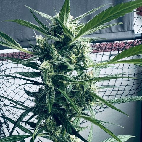 Sensi Skunk Automatic growlog timeline photo
