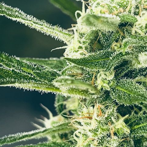 Sensi Skunk Automatic growlog timeline photo