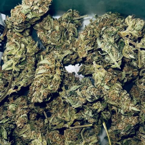 Sensi Skunk Automatic growlog timeline photo