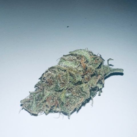 Sensi Skunk Automatic growlog timeline photo