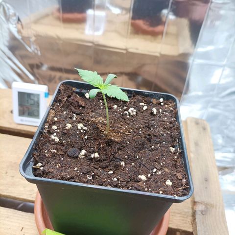 Medical Mass growlog timeline photo