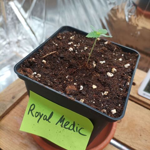 Royal Medic growlog timeline photo
