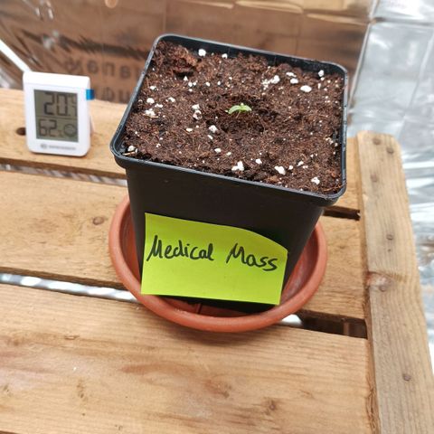 Medical Mass growlog timeline photo