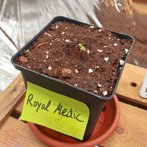 Royal Medic growlog timeline photo