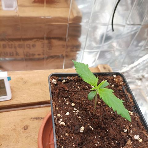 Medical Mass growlog timeline photo