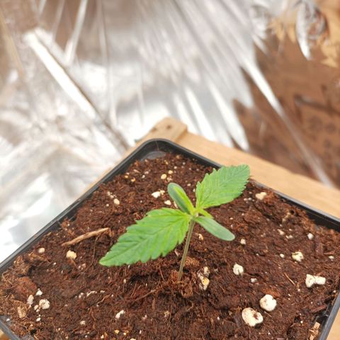 Royal Medic growlog timeline photo