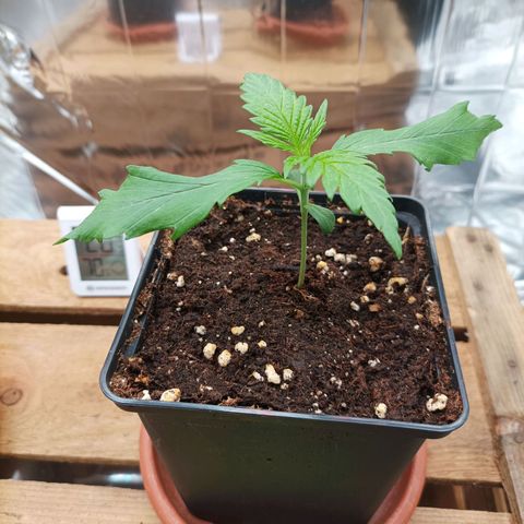 Medical Mass growlog timeline photo