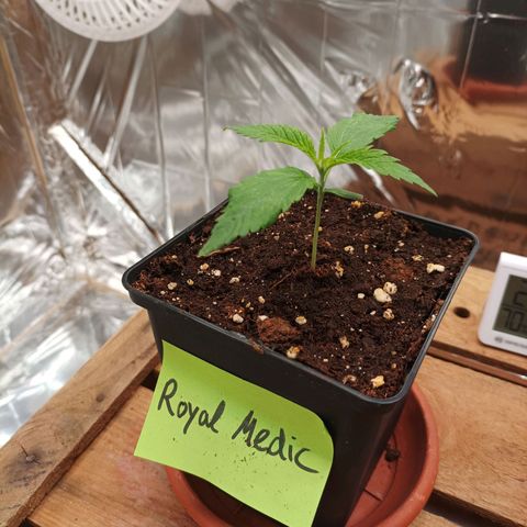 Royal Medic growlog timeline photo