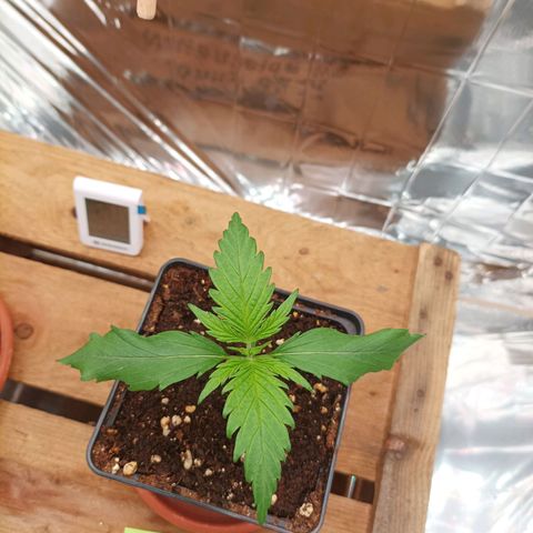 Medical Mass growlog timeline photo