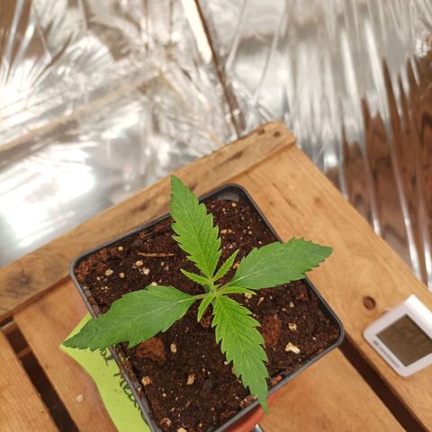 Royal Medic growlog timeline photo