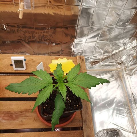 Medical Mass growlog timeline photo