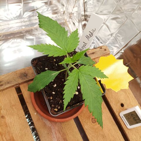 Royal Medic growlog timeline photo