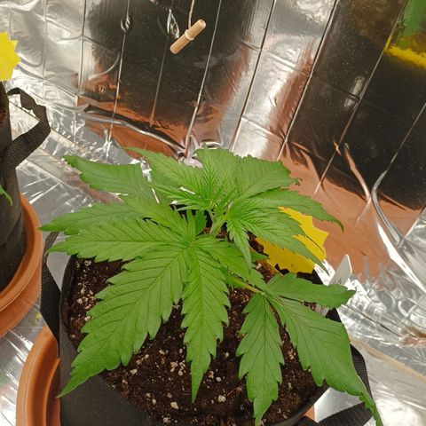 Medical Mass growlog timeline photo
