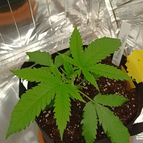 Royal Medic growlog timeline photo