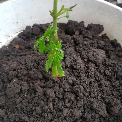 Origin growlog photo: Se la comió el Coco