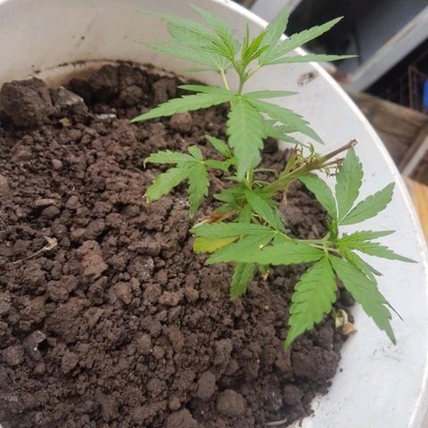 Origin growlog photo: Remontando tipo corte apical