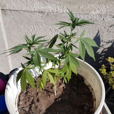 Origin growlog photo: A pleno sol