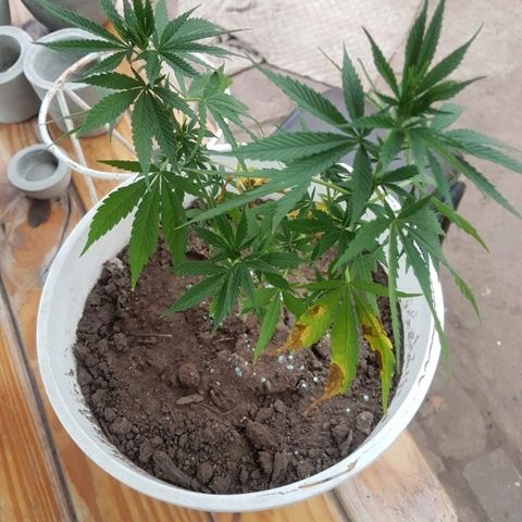 Origin growlog photo: En la mesa