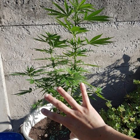 Origin growlog photo: Creciendo a full