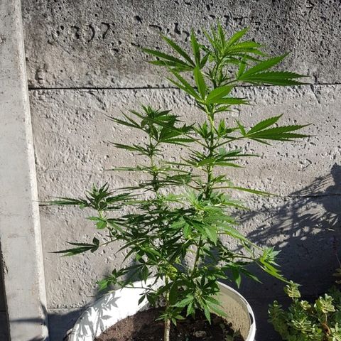 Origin growlog photo: Creciendo a full