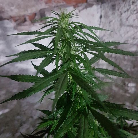Origin growlog timeline photo