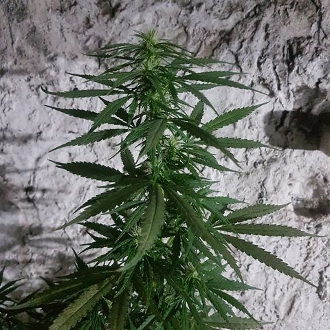 Origin growlog timeline photo