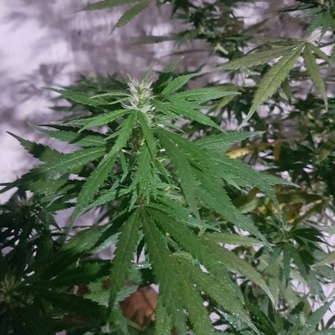 Origin growlog timeline photo