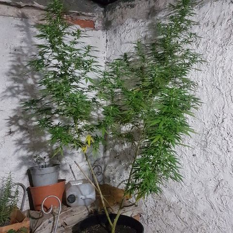 Origin growlog photo: Antibichos y top bud