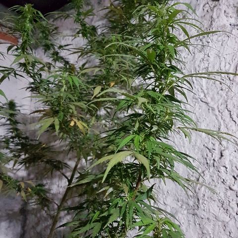Origin growlog timeline photo