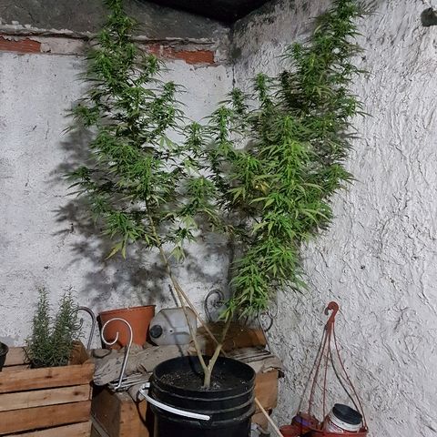 Origin growlog timeline photo