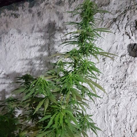Origin growlog timeline photo