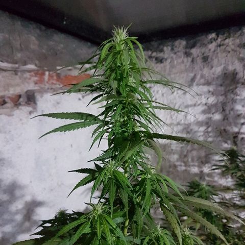 Origin growlog timeline photo
