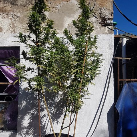 Origin growlog photo: Tutorado