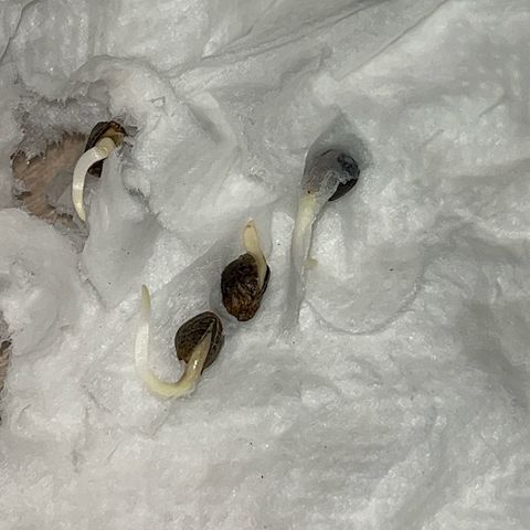 PrenSeeds #1 growlog timeline photo