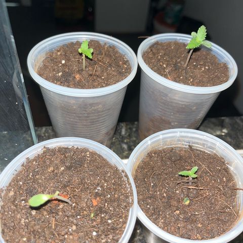 PrenSeeds #1 growlog timeline photo