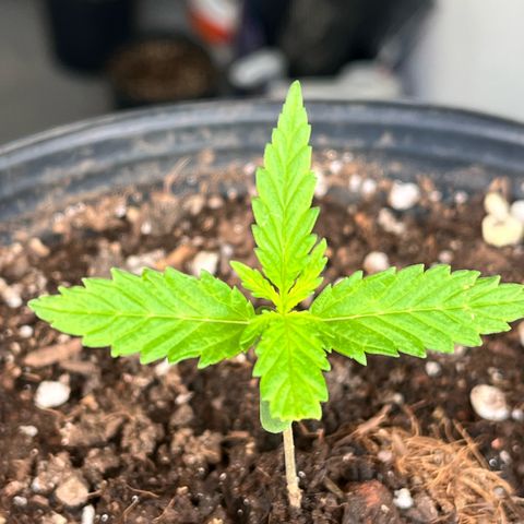 PrenSeeds #1 growlog timeline photo