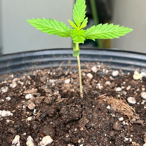 PrenSeeds #1 growlog timeline photo