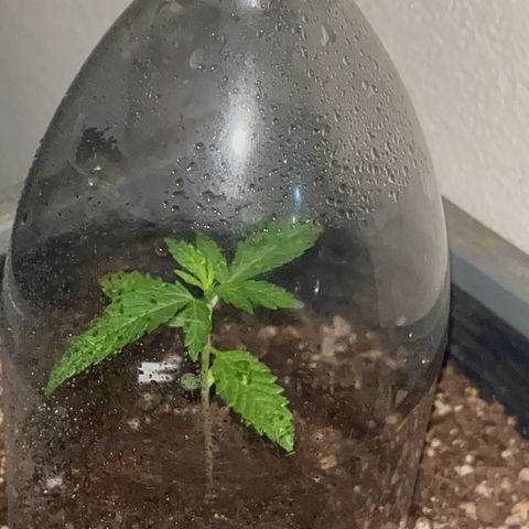 PrenSeeds #1 growlog timeline photo