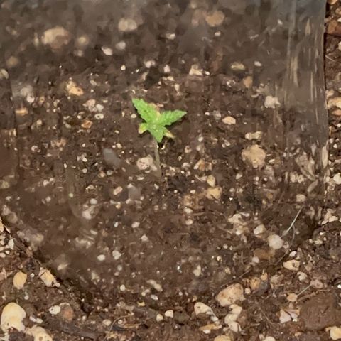 PrenSeeds #1 growlog timeline photo