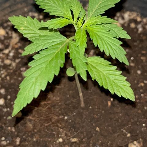 PrenSeeds #1 growlog timeline photo