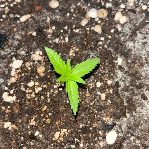 PrenSeeds #1 growlog timeline photo