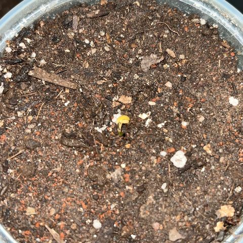 PrenSeeds #1 growlog timeline photo