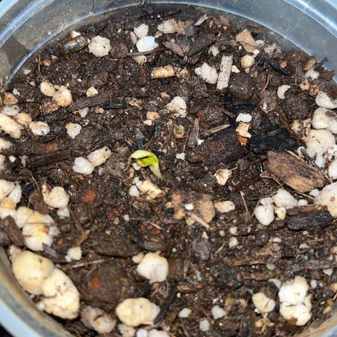 PrenSeeds #1 growlog timeline photo