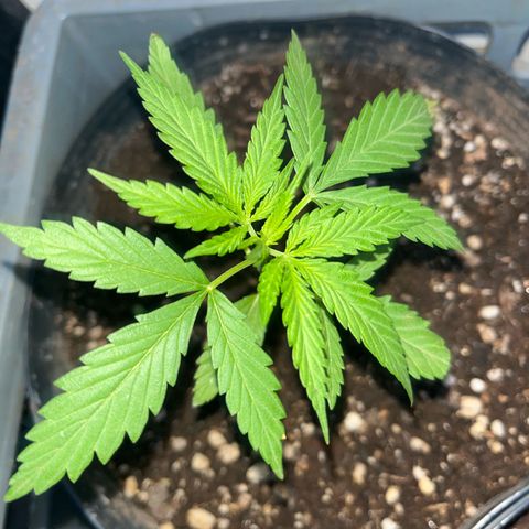 PrenSeeds #1 growlog timeline photo