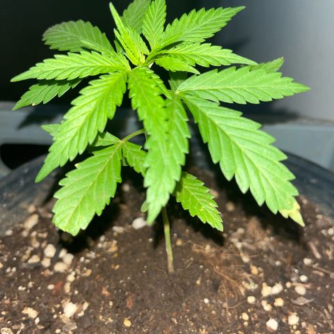 PrenSeeds #1 growlog timeline photo