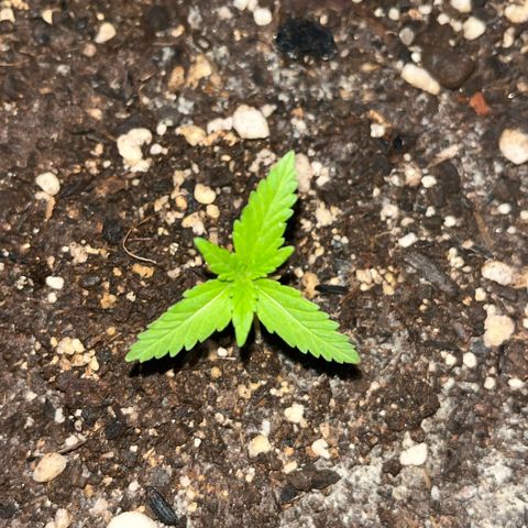 PrenSeeds #1 growlog timeline photo