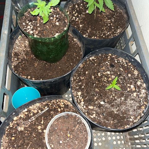 PrenSeeds #1 growlog timeline photo
